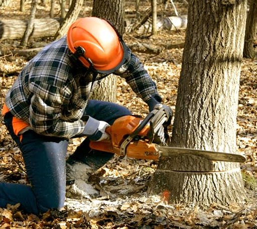 Tree Removal in Vivian, LA